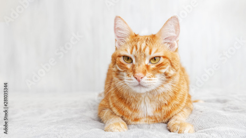 Closeup portrait of red cat lying on a bed against white blurred background. Shallow focus.