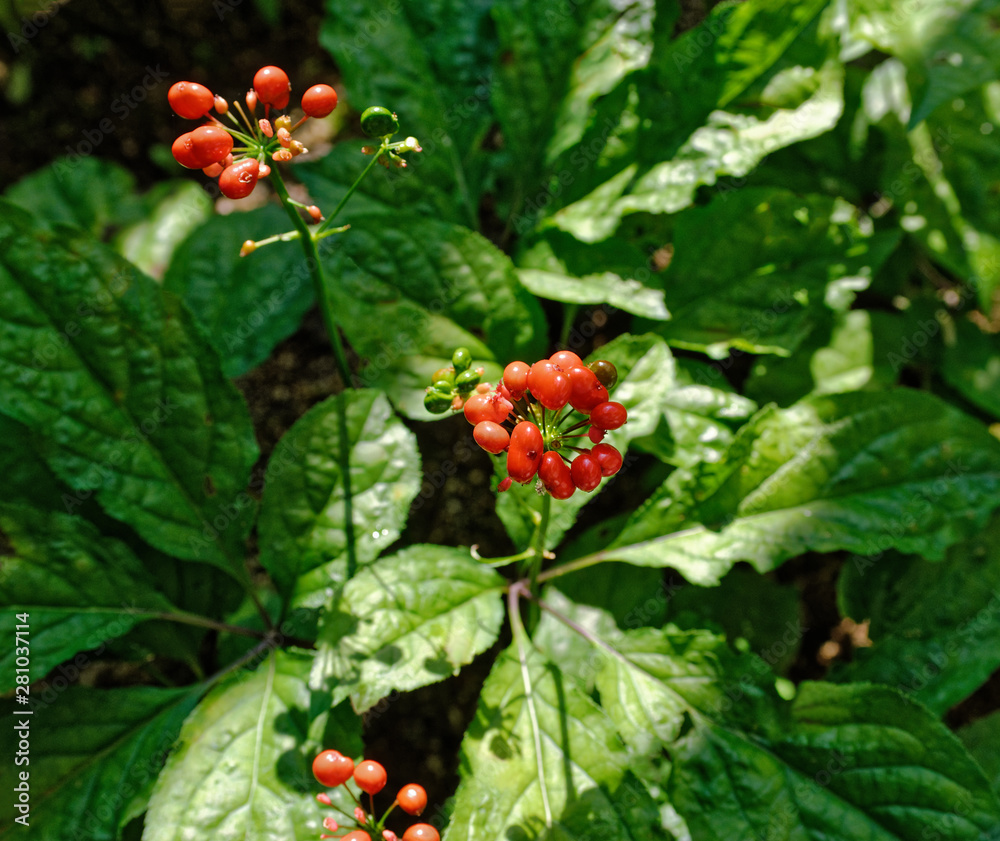 Wild ginseng with berries. A close up of the most famous medicinal plant ginseng (Panax ginseng). Berrys ginseng after the rain. Wild ginseng with berries. A close up of the most famous medicinal plant ginseng (Panax ginseng). Berrys ginseng after the rain.
