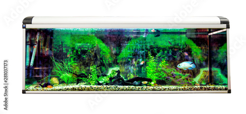Panoramic aquarium with tropical fish on white background