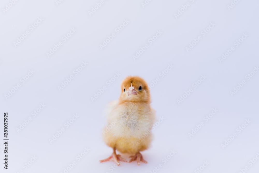 baby chicken isolated on white background rhode island red