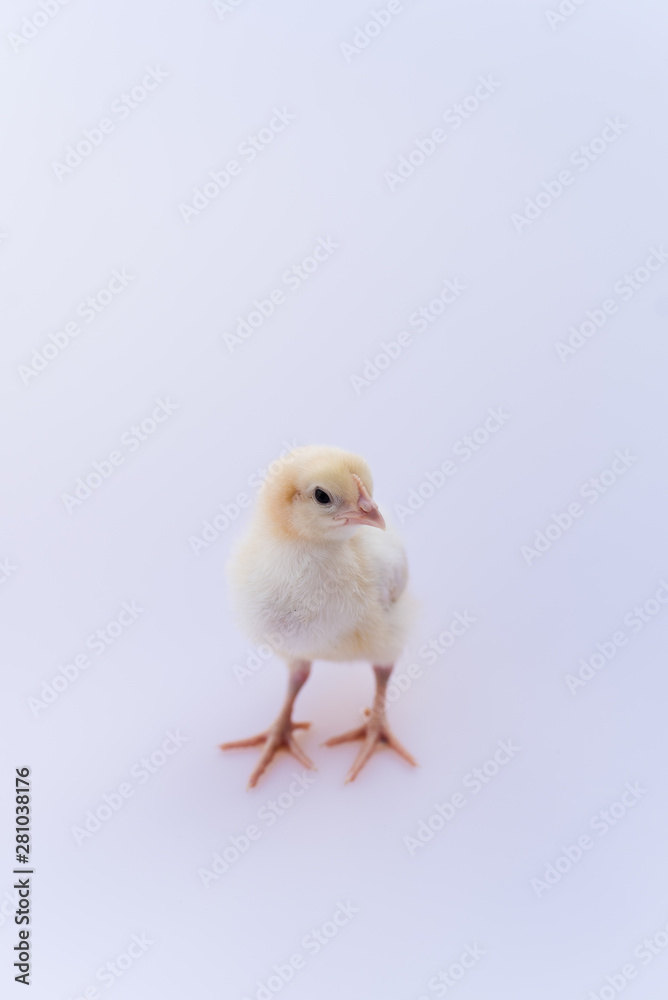 baby chicken isolated on white background