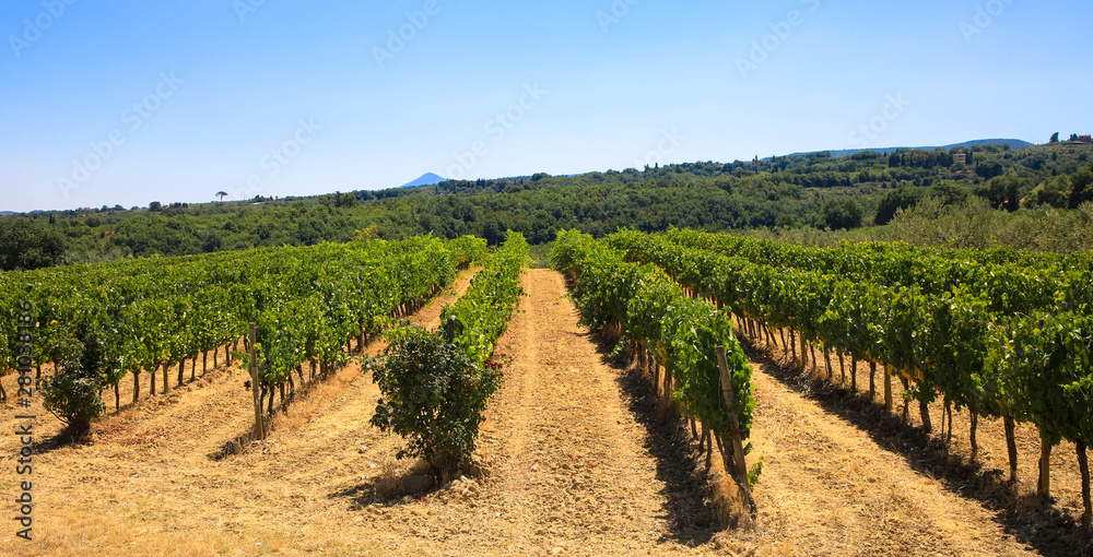 Weinanbau in der Toskana