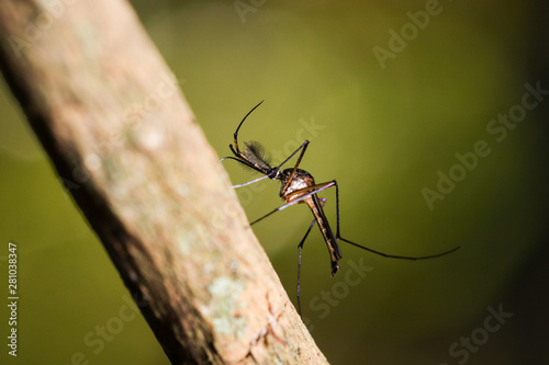 The mosquito of the genus Toxorhynchites, non-hematophagous mosquito, whose adult feeding is based on nectar. photo