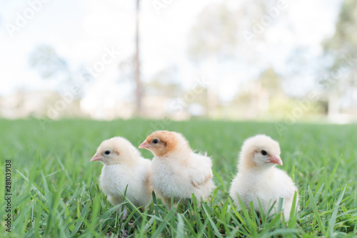 yellow chicks  in the grass