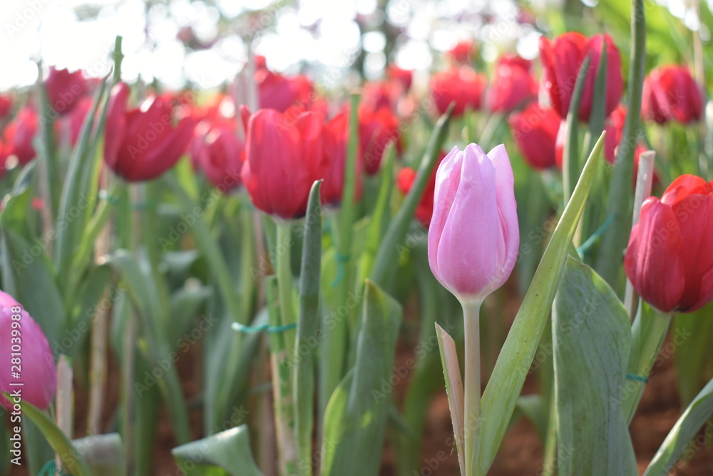 Pink tulip is surrounded by red tulips, blurred background.