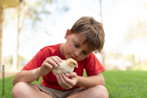 little boy with chickens