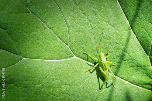 Grasshopper on the burdock leaf