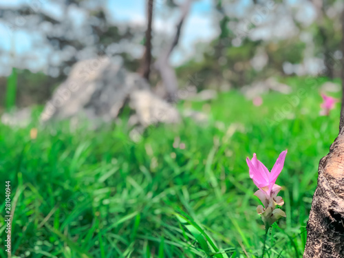 Siam Tulip or Krajeaw Flowers field,nature background. photo