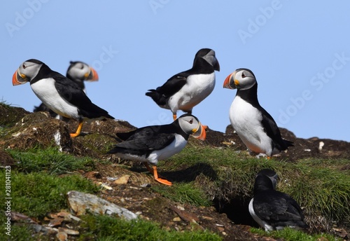 group of Atlantic Puffins in a grassy area on a cliff, Newfoundland Canada