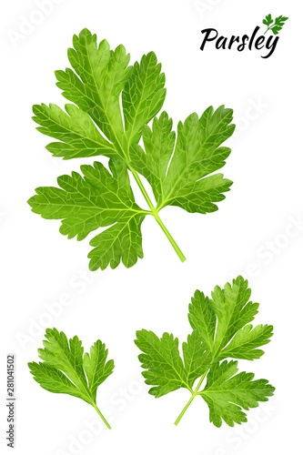 Parsley branches and leaves - Vector