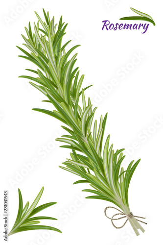 Rosemary twig on a white background.