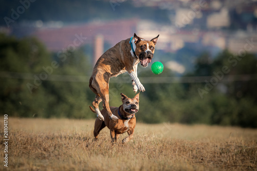 Dog jump for ball © Martin
