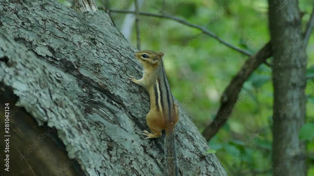 Medium and close view of nervous but resting squirrel on side of tree Medium and close view of nervous but resting squirrel on side of tree