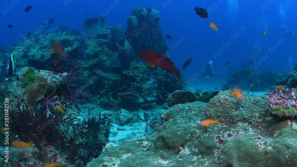 Masive Barrel sponge coral on tropical coral reef with scuba divers in the background Masive Barrel sponge coral on tropical coral reef with scuba divers in the background