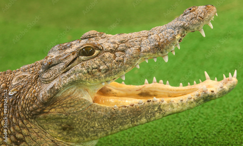 Fototapeta premium Portrait of a crocodile on a green background