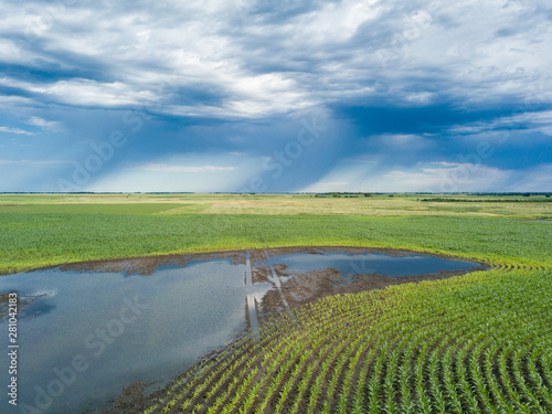 Φωτογραφία Flooded corn field with tractor tracks in mud and rain in background