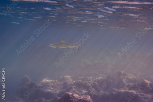 Baby shark in shallow water © Didier
