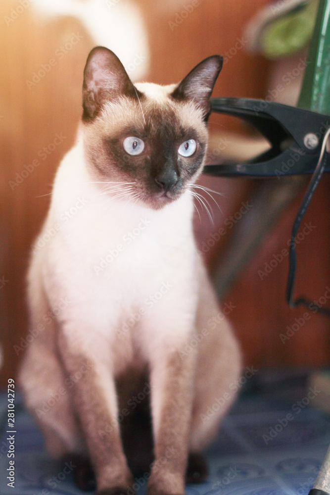 Siamese cat enjoy and relax on terrace with natural sunlight