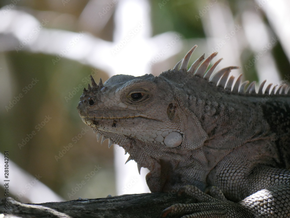 Obraz premium Iguane dans la faune jungle