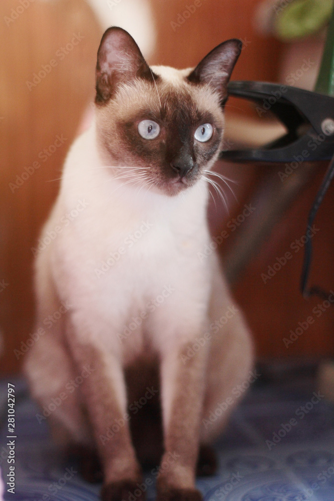 Siamese cat enjoy and relax on terrace with natural sunlight Siamese cat enjoy and relax on terrace with natural sunlight