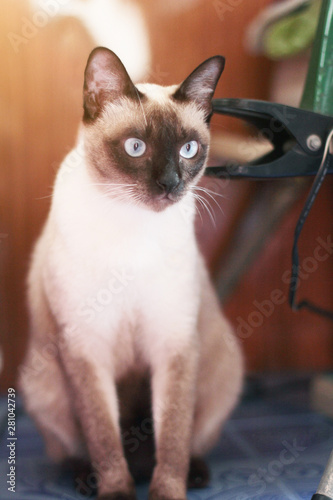 Siamese cat enjoy and relax on terrace with natural sunlight © cocorattanakorn