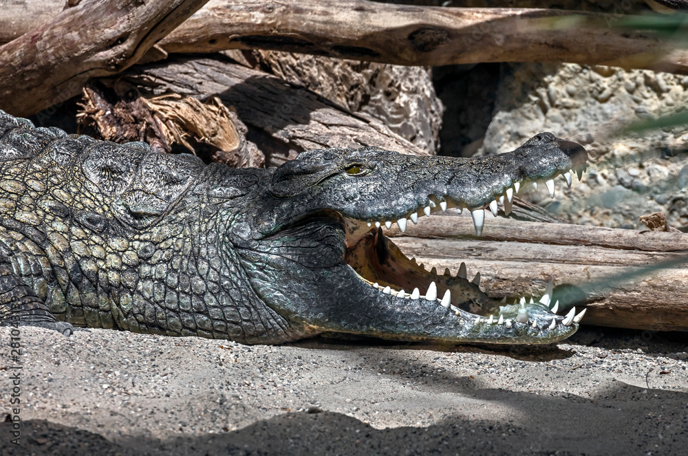 Nile crocodile in the pond. Latin name - Crocodylus niloticus Nile crocodile in the pond. Latin name - Crocodylus niloticus