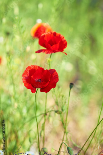 blooming red poppy in a field on a spring afternoon in the sunshine