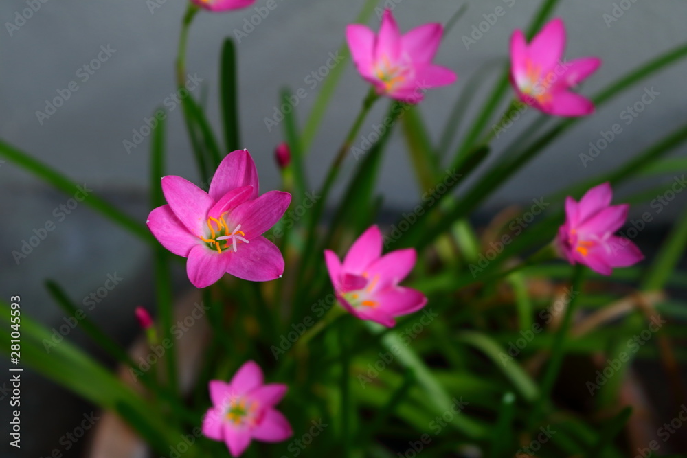 Pollen of grass flower, selective focus Pollen of grass flower, selective focus