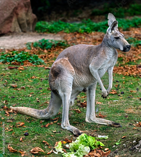 Red kangaroo eating cabbage in its enclosure. Latin name - Macropus rufuss