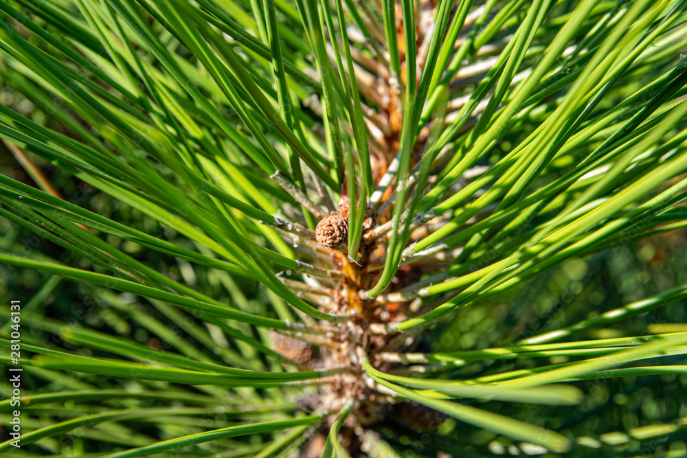 Green pine branches with cones at sunset. Pine forest, clean air. The concept of environmental problems. Green pine branches with cones at sunset. Pine forest, clean air. The concept of environmental problems.