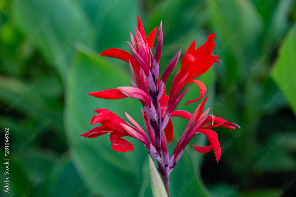 Obraz premium Cannes flower (lat. Cannes) in the sun in the Summer garden. Red flower, blossoming Cannes on the flowerbed closeup.