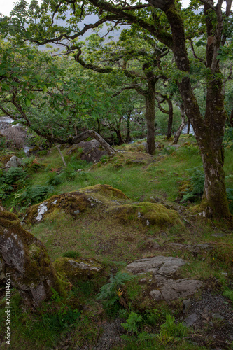 Forest Killarny Ireland fern ring of Kerry photo