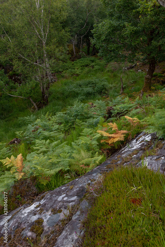 Forest Killarny Ireland fern ring of Kerry photo