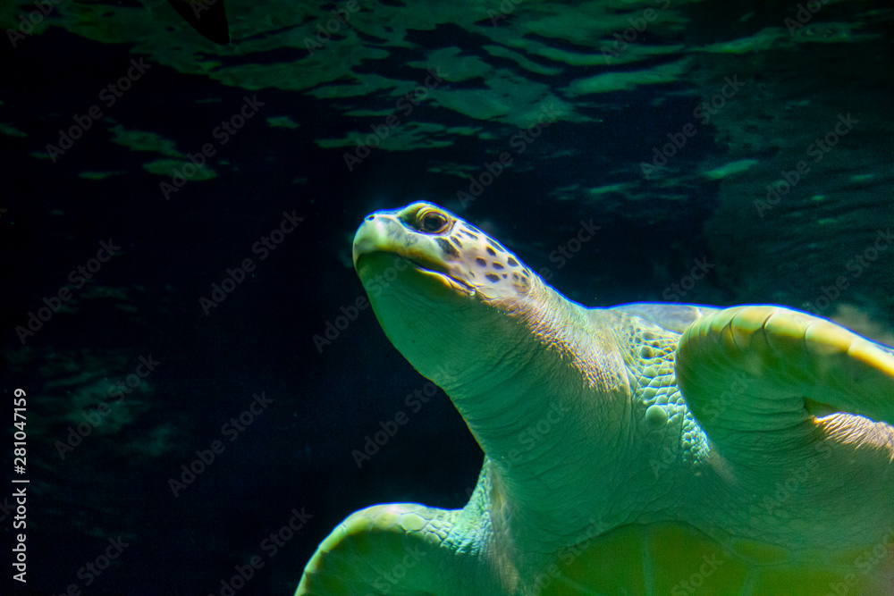 Fototapeta premium Colorful underwater wildlife we absolutely need to preserve