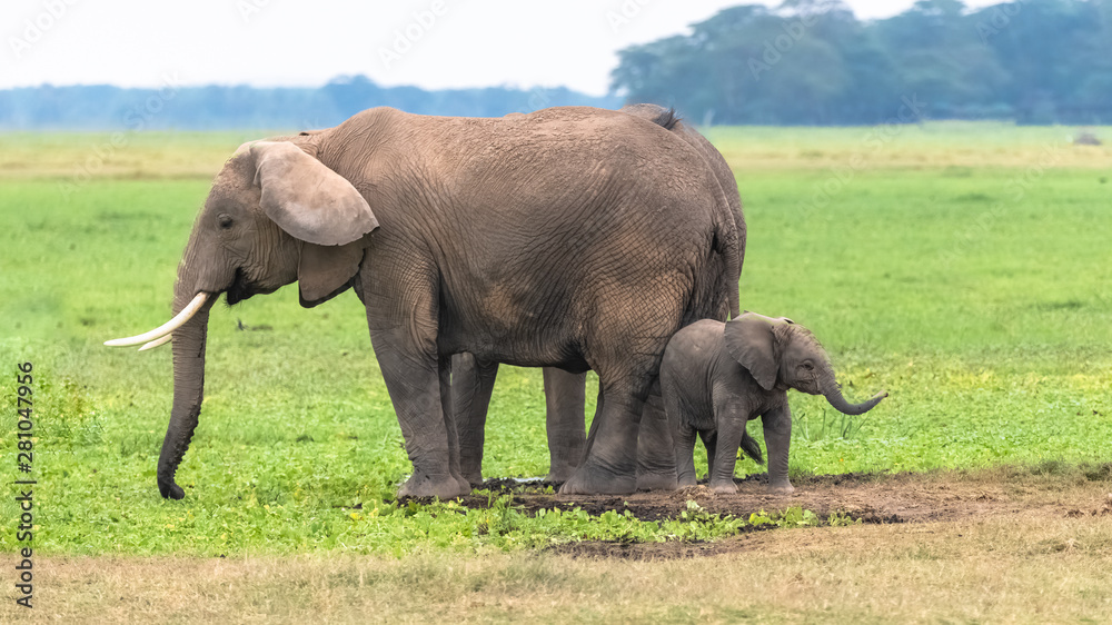 Two elephants in the savannah in the Serengeti park, the mother and a baby in the swamps