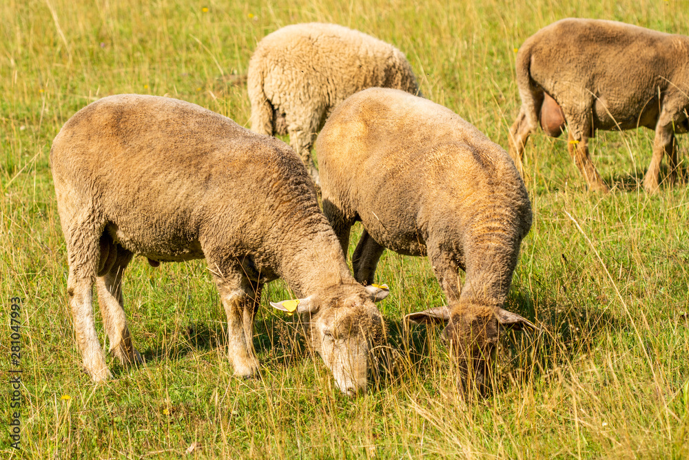 Flock of sheeps