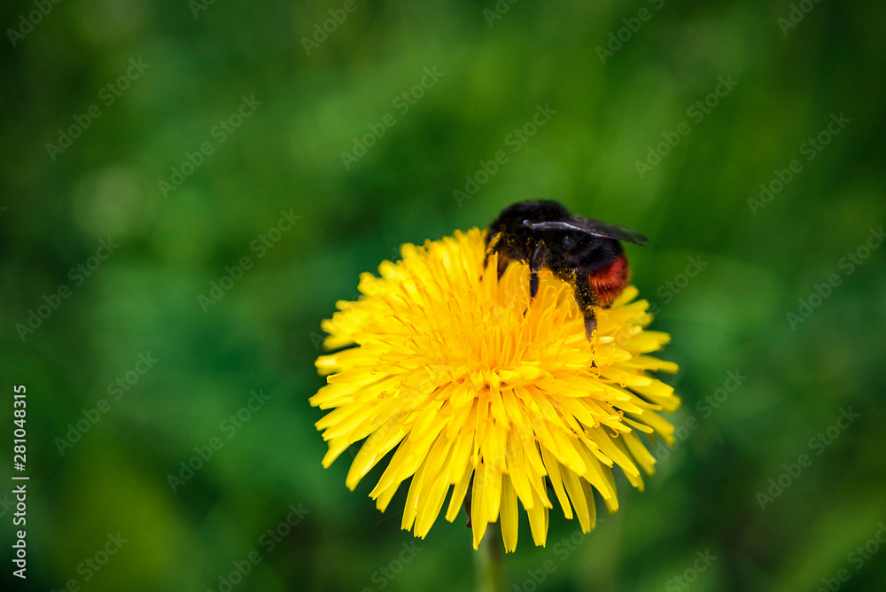 Big bumblebee on a yellow dandelion. summer day Big bumblebee on a yellow dandelion. summer day