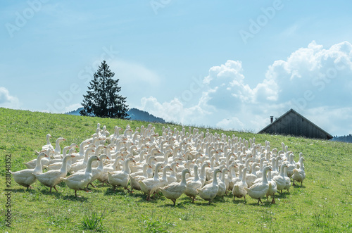 Huge herd of white geese on...