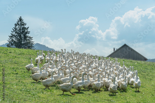 Huge herd of white geese on...