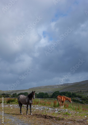 West Coast Ireland the Burren Karstlandscape horse