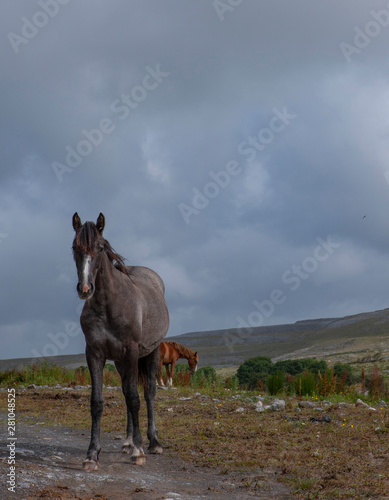 West Coast Ireland the Burren Karstlandscape horse