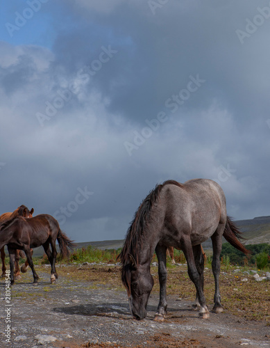 West Coast Ireland the Burren Karstlandscape horse © A