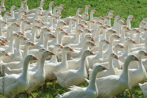 Huge herd of white geese on...
