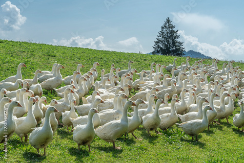 Huge herd of white geese on...