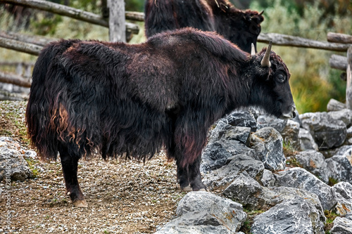 Black domestic yak. Latin name - Bos grunniens and Bos mutus	 photo