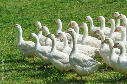 Huge herd of white geese on...