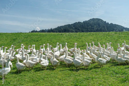 Huge herd of white geese on the green meadow of a geese farm