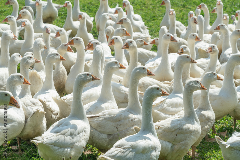 Obraz premium Huge herd of white geese on the green meadow of a geese farm