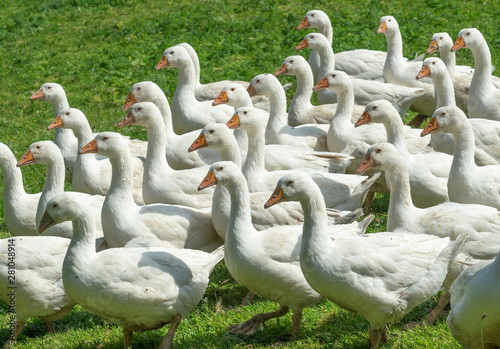 Huge herd of white geese on...