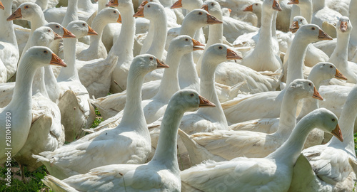 Huge herd of white geese on...